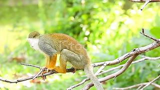 Monkeys