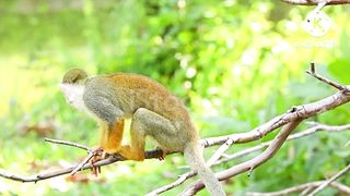 Monkeys playing