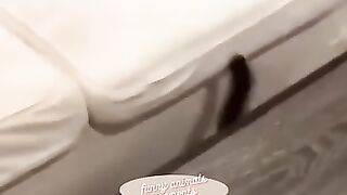 Funny Animals Moments