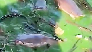 Ini ikan di India ????????????