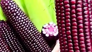 Jagung ketan