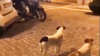 فيديوهات مضحك جدا