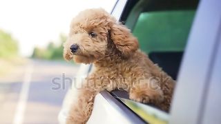 outside the car