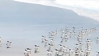 tilawat video