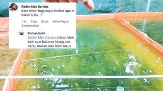 EMON itu baiknya DIREBUS atau DIBAKAR❓Yang bertanya EMON itu apa❓ Tonton video ini