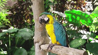 Parrot