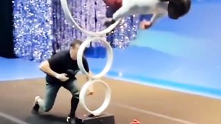Special Activities show