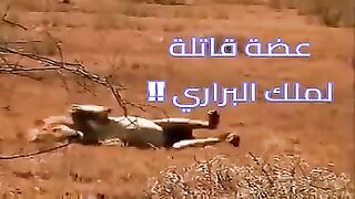 عضة قاتلة لملك البراري ‼️