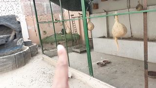 Murgay Ko Mor Bna Dia????