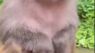 Funny entertainment: very funny monkeys make you laugh out loud