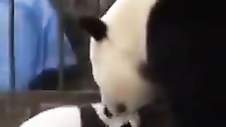 Cub reunited with mom after treatment