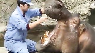 Brushing Hippo teeth