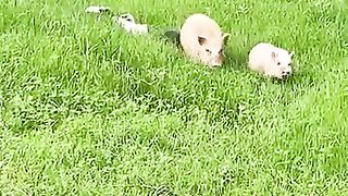 A whole family of pigs going on an adventure