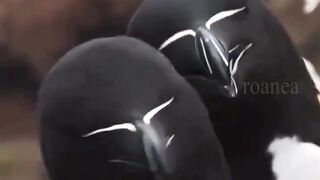 Razorbill birds have a very unique appearance