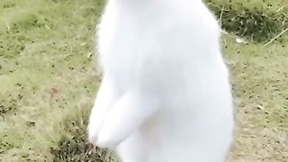 Just the most adorable little rabbit you've ever seen