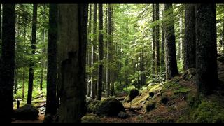 Nature's Melody: A Visual Tribute