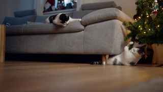 Festive Felines: Cats' Playtime by the Christmas Tree!