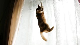 Red cat hung on the curtains and jumps down slow motion