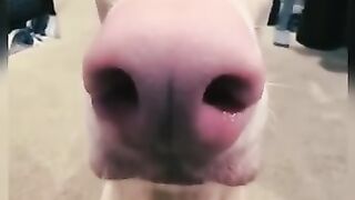 Challenge to watch the entire video without laughing ???? #1 Best Joyful Dog Videos 2024