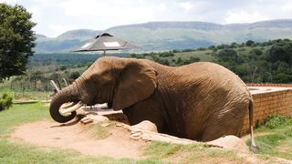The elephant