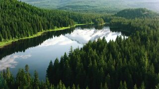 Aerial Serenity: Mount Hood Reflected in Tranquil Forest Lake