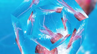 "Amidst the Ocean's Palette: Exploring the Splendor of Coral Reefs"