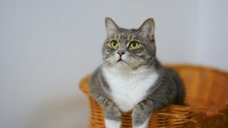 Funny dog and cat ????????