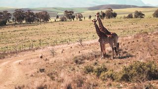 The girraffe