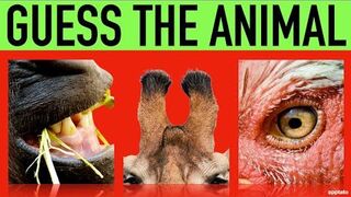 Get Ready to Giggle with These Animal Trivia