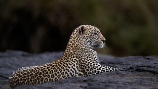 Unveiling the Secrets of Extraordinary Wildlife