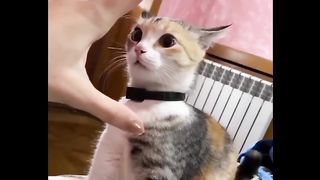 مواقف مضحكه للقطط