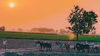 Village Life
