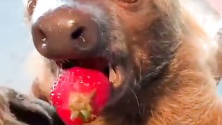 He loves strawberry ????