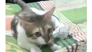 مواقف مضحكه للقطط 2