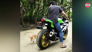 cute cat asks to be taken while sweeping