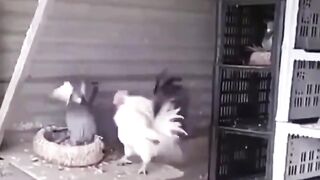 Rooster gets bodied by a pigeon.