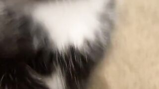 tiktok_chelcyzqx_7311962891912056070__1710069697217_chelcyzqx 7311962891912056070 حمل