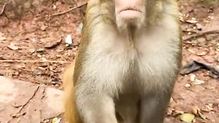 Germaphobe monkey