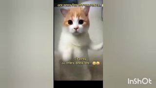 Funy cat dance