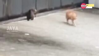 the reaction  of an orange cat when its owner found out it was fighting