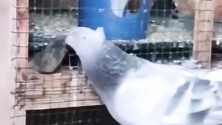 ذكر حمام يقتل فار