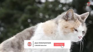 cute and excited cats become baby guards