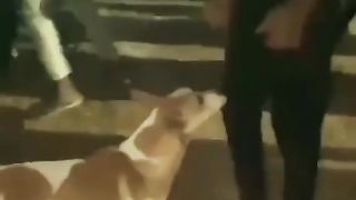 funnyvideos cat