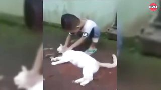 the cat looks after the baby before the baby sleeps
