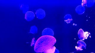 Spotted Jellyfish