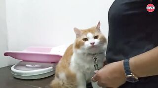 cats reaction to being called ugly