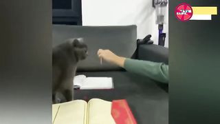 cats dont step on the quran