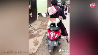 cat always accompany their owners to the mosque