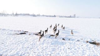 Deer running in snow covered rural field
