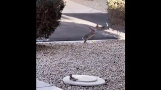 Cute Baby Animals Videos Compilation | Funny and Cute Moment of the Animals